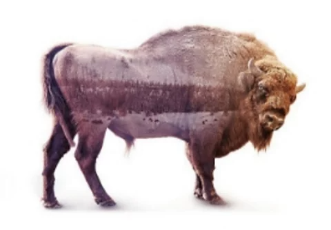 A composite image of a buffalo and a natural landscape.