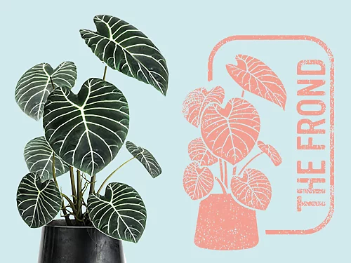 A company logo featuring a house plant, created from a photo of a house plant.