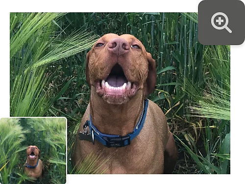 Zoom In tool icon superimposed on a photo of a dog.