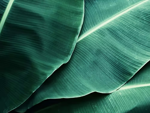 A raster image of a plant leaf.