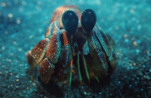 a crab with large eyes