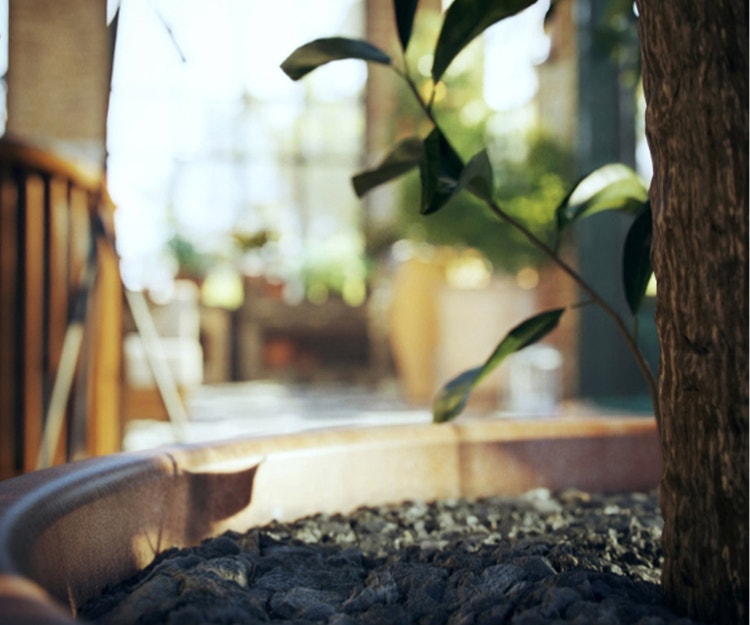 close up view of a potted plant