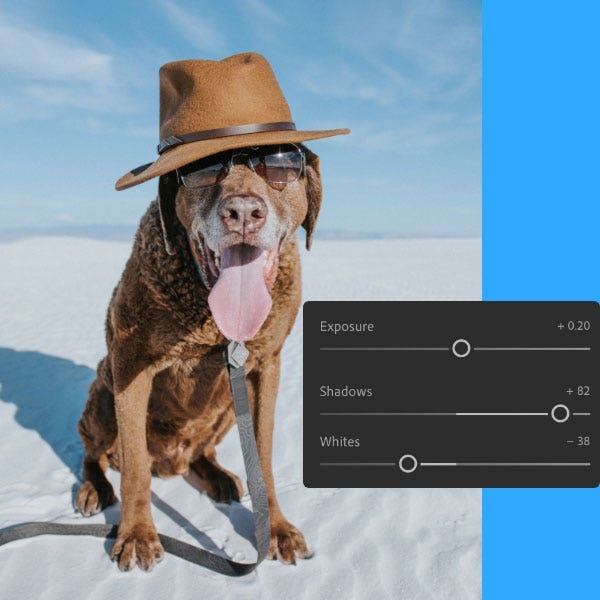 A dog on a beach wearing a hat and sunglasses