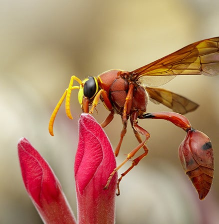 Beautiful macro shot of a wasp perching on a flower petal