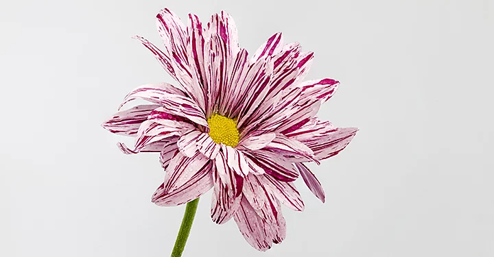 Close-up of a flower