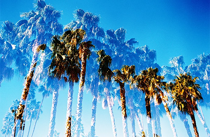 An artistic photo looking up at palm trees