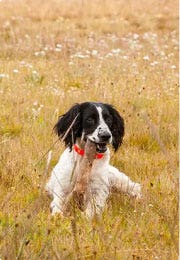 A dog laying in a field