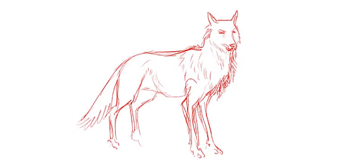 sketch with ren pencil, how to draw a wolf