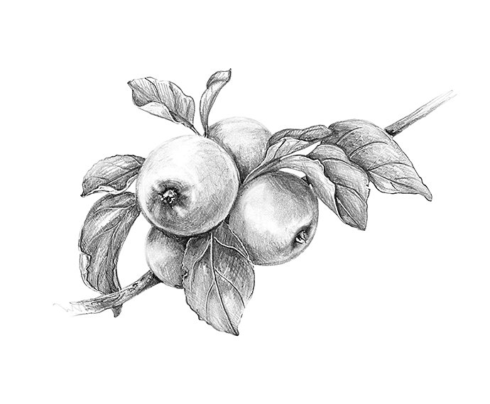 apple-branch-pencil-drawing