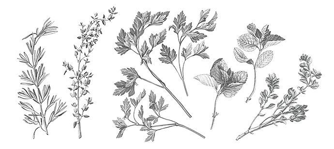 garden-herbs-pencil-illustration-isolated-on-white