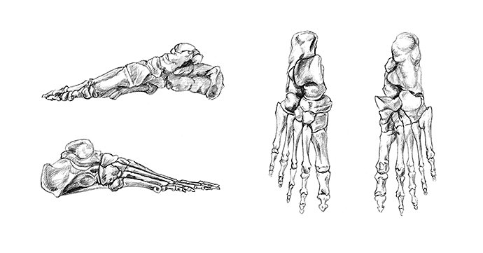 hand-drawn-medical-illustration-drawing-with-imitation-of-lithography-bones-of-foot