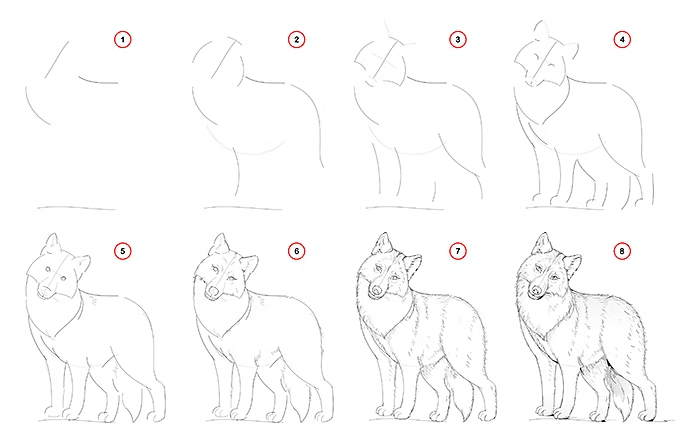 how to draw a wolf sketch