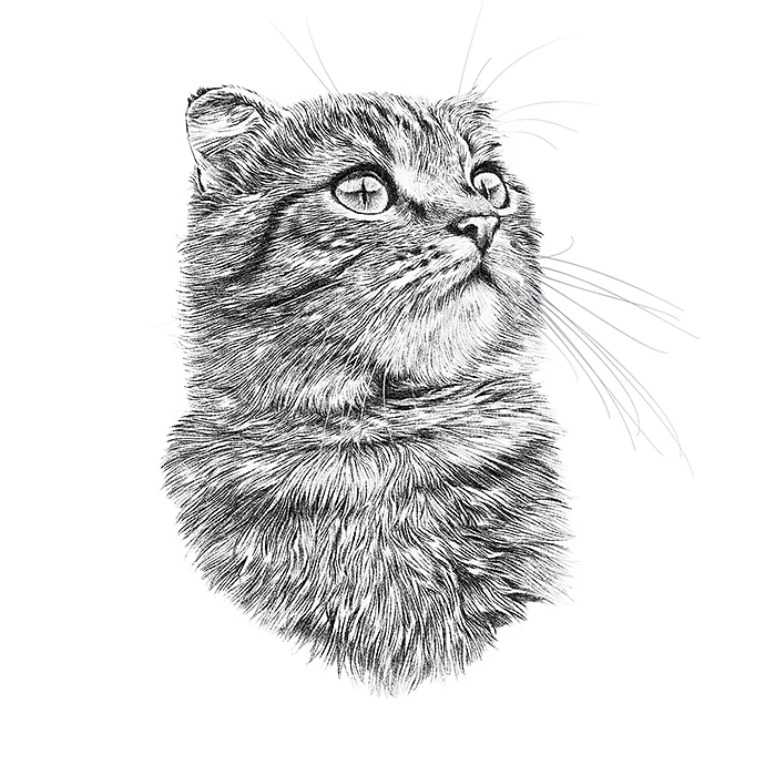 black-and-white-drawing-of-a-cute-cat-cat-head-isolated-on-white-background-pencil-ink-hand-drawn-realistic-portrait-animal-collection-good-for-print-t-shirt-banner-art-background-for-design