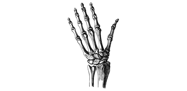 Drawing of the skeleton of a human hand