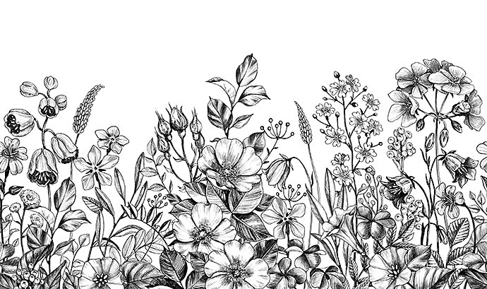 wild-plants-and-flowers-seamless-border