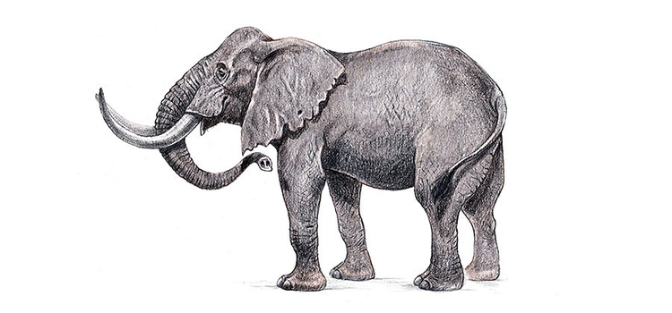 african-elephant-illustration-hand-made-pencil-drawing