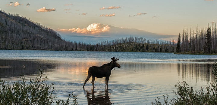 Exquisite nature landscape photo of a moose standing in a lake.