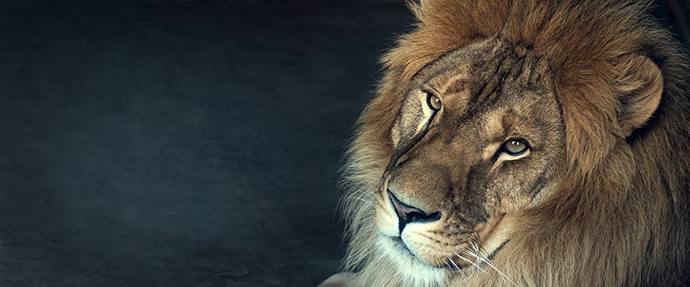 Close up of a lion.