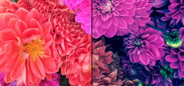 Beautiful comparison of an original photo of flowers to an enhanced photo of flowers.