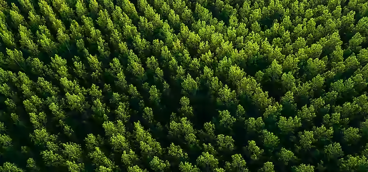 high quality image of forest from above