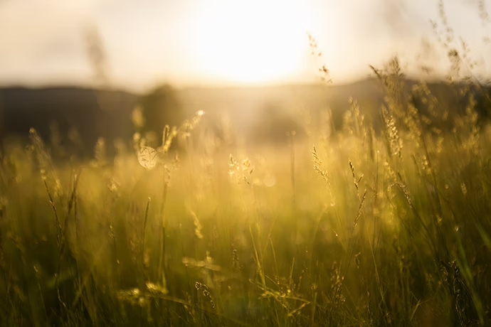 green-grass-in-a-forest-at-sunset-blurred-summer-nature-background