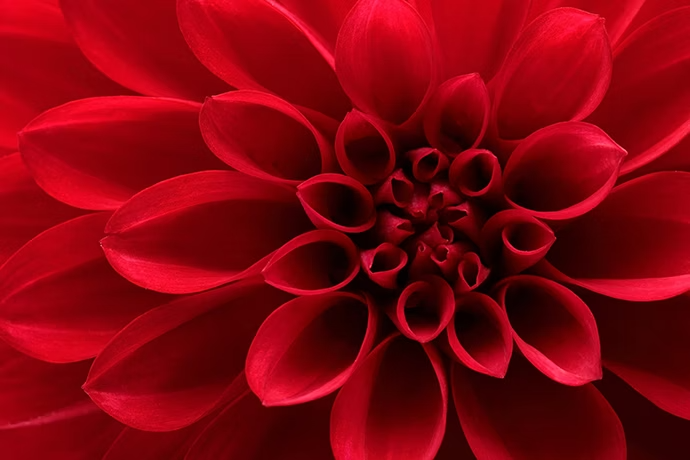 close-up-of-red-dahlia-flower