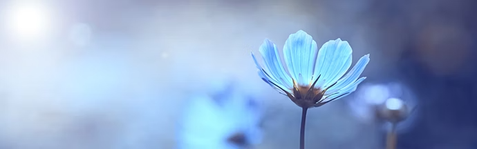 blue-beautiful-flower-on-a-beautiful-toned-blurred-background-border-delicate-floral-background-selective-soft-focus