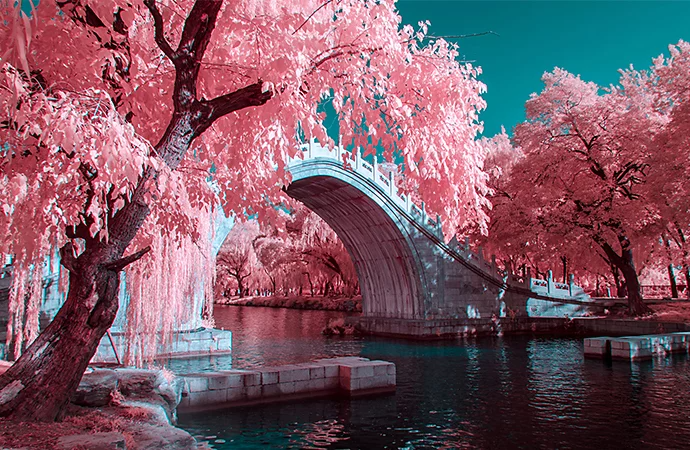 Infrared photo of cherry blossoms next to a high arched bridge