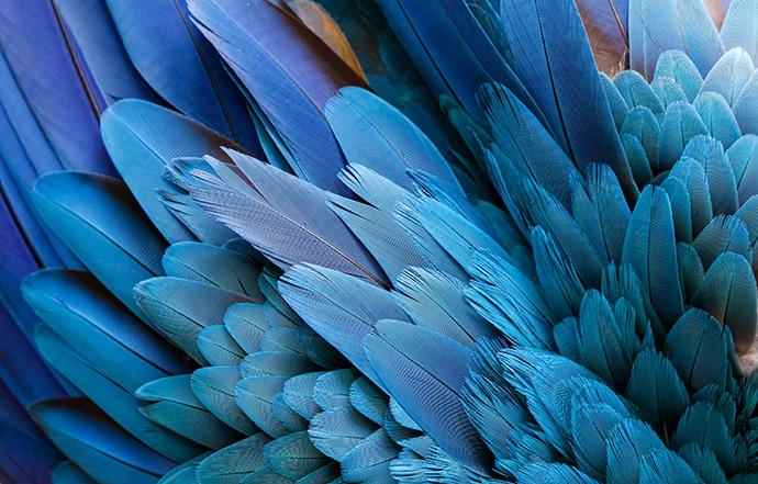 close-up-of-beautiful-bird-feathers-of-blue-and-yellow-macaw-exotic-natural-textured-background-in-different-blue-colours-and-yellow-lagoa-das-araras-mato-grosso-brazi