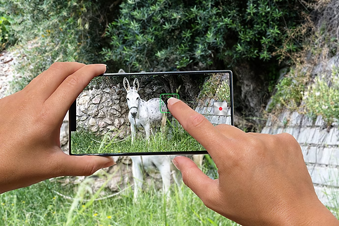 woman-with-mobile-phone-photos-donkey