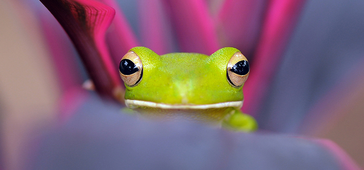 A photo of a frog resting on a blade of grass demonstrating saturation in photography