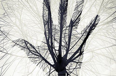 Tree branches that look like veins in a superimposed hand