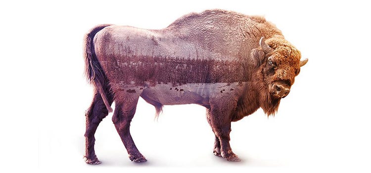 A buffalo image combined with a snowy forrest terrian image