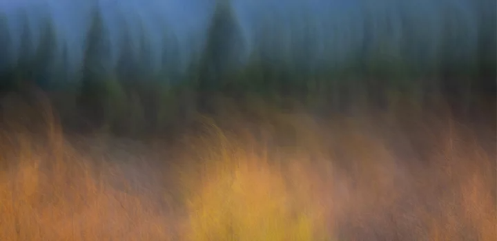 Abstract photo of field with forest in the back