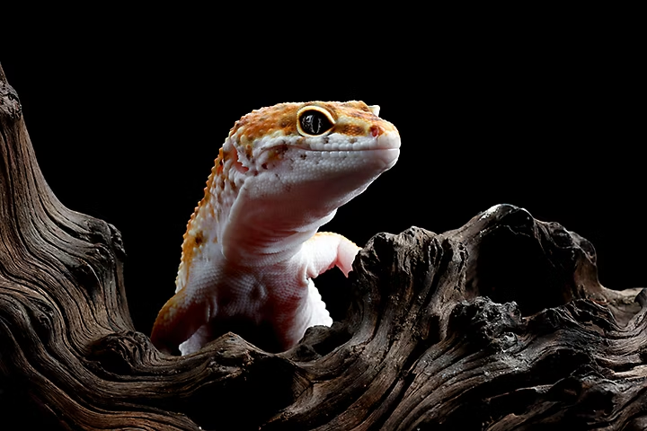 high resolution picture of a gecko against a black background