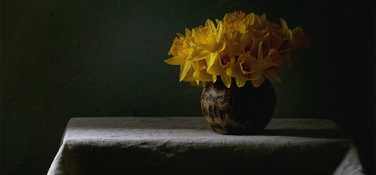 Still-life image of blooming yellow daffodils in low light